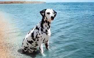 dalmatian