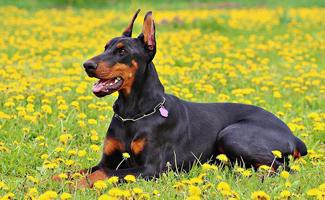 doberman