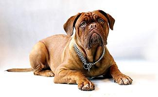 Dogue de Bordeaux