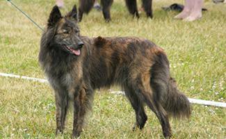 Dutch Shepherd