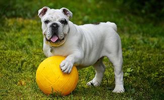 english-bull-dog