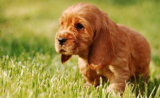 English Cocker Spaniel