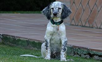 english-setter