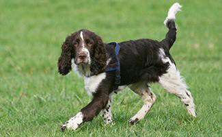 english-springer-spaniel