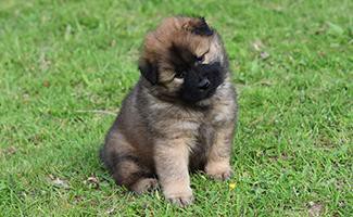 Eurasier