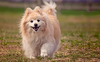 pomeranian