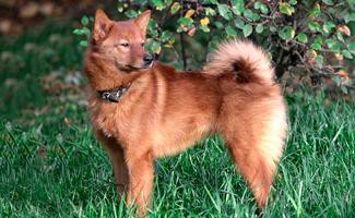 Finnish Spitz