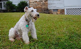 Fox Terrier