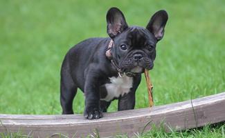 french-bulldog