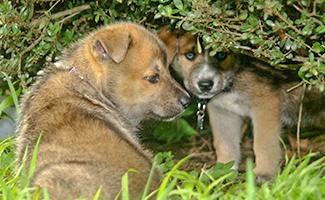 german-shepherd-husky-breed