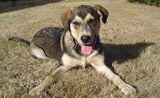 German Shepherd Lab Mix