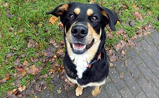 german-shepherd-rottweiler