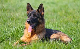 german-shepherd