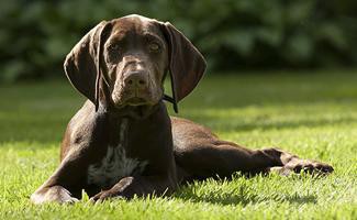 german-shorthaired-pointer