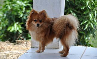 German Spitz