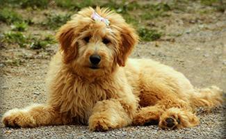 golden-doodle