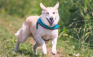 Golden Retriever Husky Mix