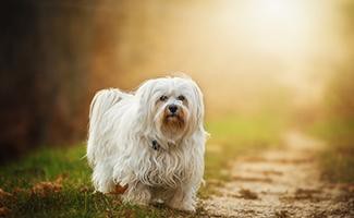 havanese