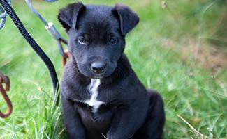 husky-lab-mix