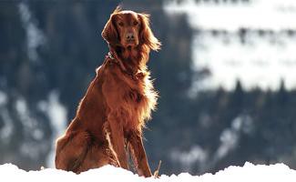 irish setter