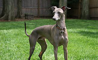 italian-greyhound