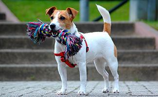 Jack Russell Terrier