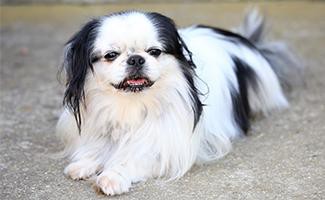 Japanese Chin