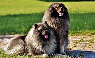 Keeshond