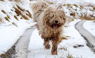 Komondor