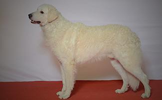 Kuvasz