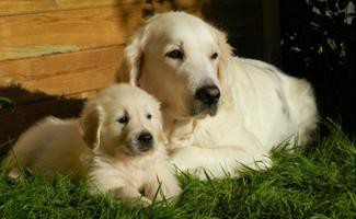 labrador-retrievers