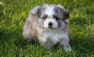 maltese-shih-tzu