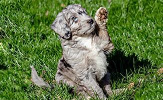 Miniature Aussiedoodle