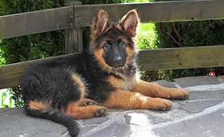 mini-german-shepherd