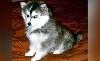 miniature-husky