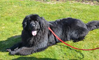 Newfoundland Dog