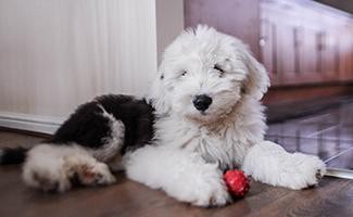 old-english-sheep-dog