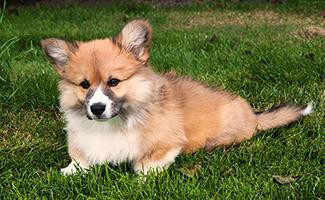 Pembroke Welsh Corgi