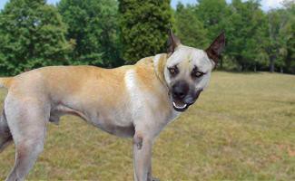 German Shepherd Pitbull Mix