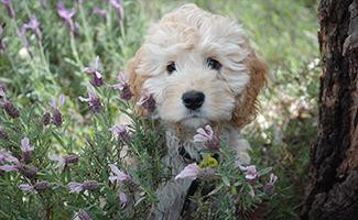 poodle-mix