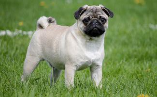 pug