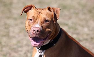 Red Nose Pitbull