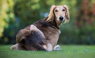 Saluki