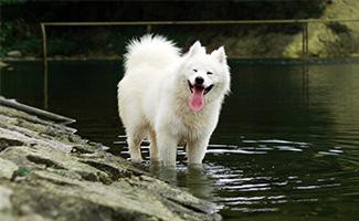 Samoyed