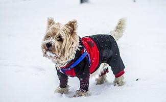 schnauzer