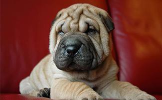 Shar Pei