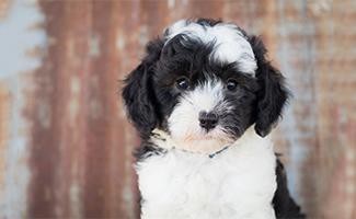 sheepadoodle