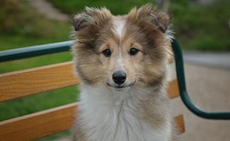 Shetland Sheepdog