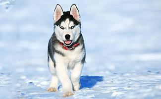 siberian-husky