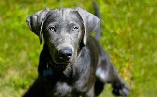 silver-lab